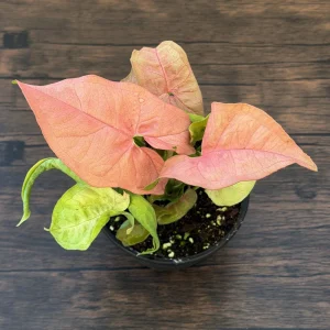 Pink Syngonium Live Plant - Arrowhead Vine in 4 inch Pot - Indoor Tropical Foliage - Image 7
