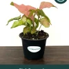 Pink Syngonium Live Plant - Arrowhead Vine in 4 inch Pot - Indoor Tropical Foliage - Image 1