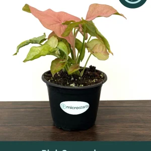 Pink Syngonium Live Plant - Arrowhead Vine in 4 inch Pot - Indoor Tropical Foliage - Image 1