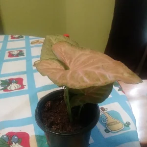 Pink Syngonium Neon Robusta Live Plant – Potted Houseplant – 3 inch - Image 2
