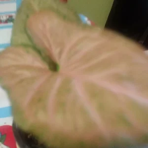 Pink Syngonium Neon Robusta Live Plant – Potted Houseplant – 3 inch - Image 3