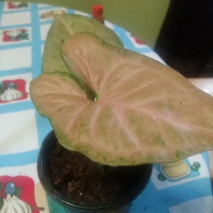 Pink Syngonium Neon Robusta Live Plant – Potted Houseplant – 3 inch - Image 4