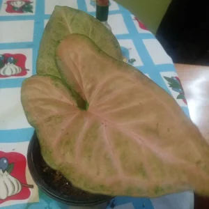 Pink Syngonium Neon Robusta Live Plant – Potted Houseplant – 3 inch - Image 1
