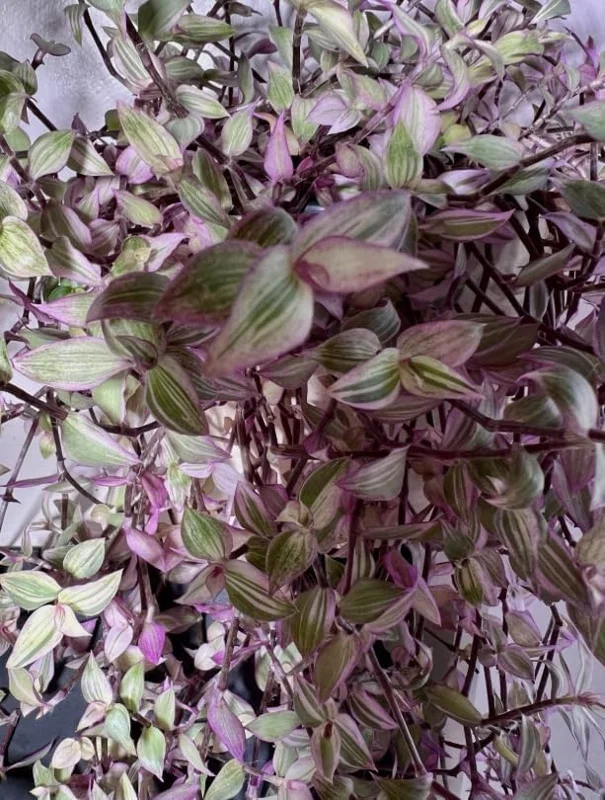 Pink Wandering Jew Live Plant, Tradescantia, 4" Pot, Indoor/Outdoor Ground Cover - Image 2