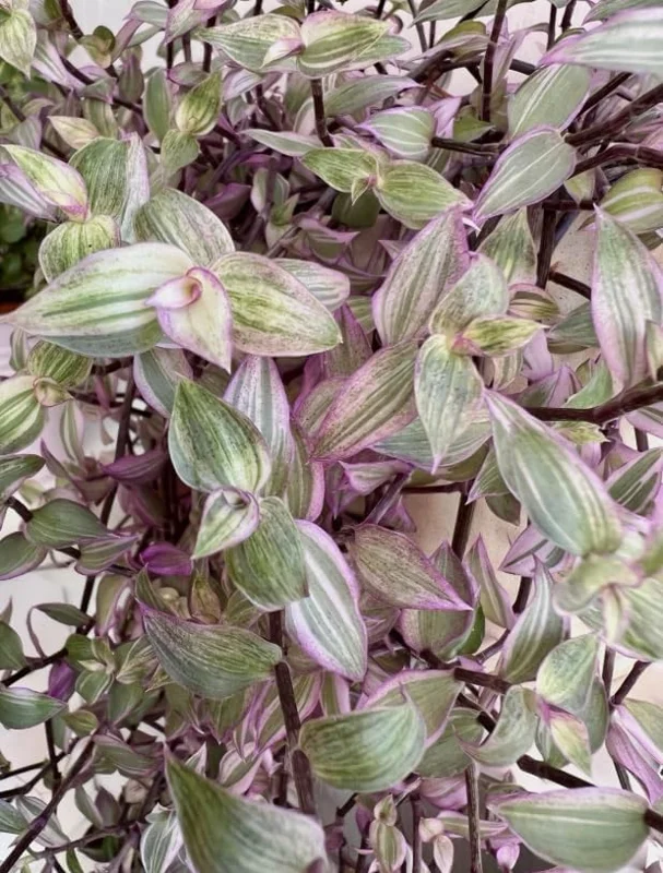 Pink Wandering Jew Live Plant, Tradescantia, 4" Pot, Indoor/Outdoor Ground Cover - Image 3