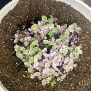 Pink Wandering Jew Live Plant, Tradescantia, 4