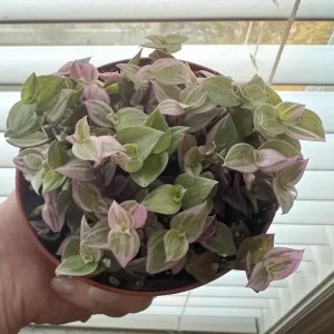 Pink Wandering Jew Live Plant, Tradescantia, 4
