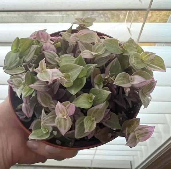 Pink Wandering Jew Live Plant, Tradescantia, 4" Pot, Indoor/Outdoor Ground Cover - Image 5