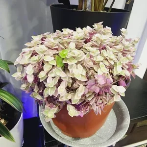 Pink Wandering Jew Live Plant, Tradescantia, 4