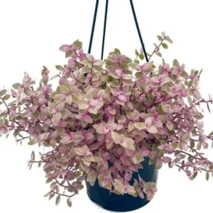 Pink Wandering Jew Live Plant, Tradescantia, 4
