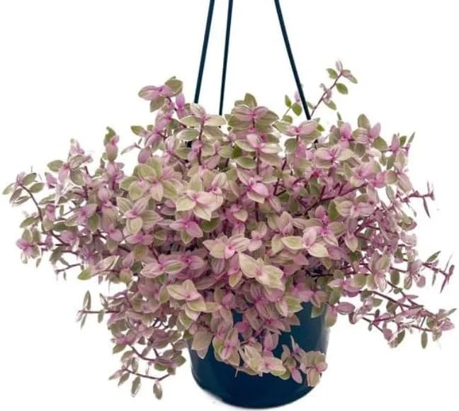 Pink Wandering Jew Live Plant, Tradescantia, 4" Pot, Indoor/Outdoor Ground Cover - Image 1