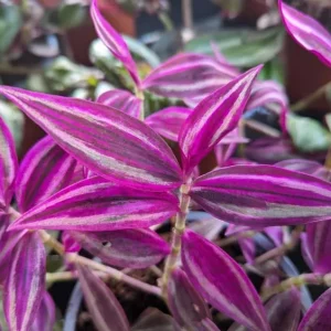 Pink Wandering Jew Live Plant - Tradescantia Bicolor, 4 inch Pot, Indoor/Outdoor - Image 3