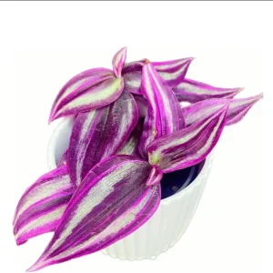 Pink Wandering Jew Live Plant - Tradescantia Bicolor, 4 inch Pot, Indoor/Outdoor - Image 4