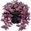 Pink Wandering Jew Live Plant - Tradescantia Bicolor, 4 inch Pot, Indoor/Outdoor - Image 1