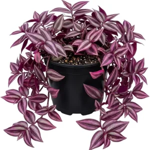 Pink Wandering Jew Live Plant - Tradescantia Bicolor, 4 inch Pot, Indoor/Outdoor - Image 1