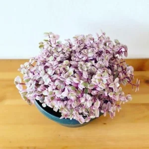 Pink Wandering Jew Live Plant - Tradescantia Callisia Repens 6