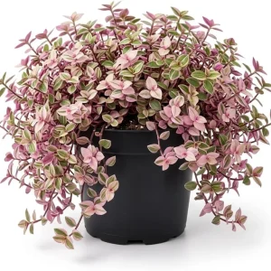 Pink Wandering Jew Live Plant - Tradescantia Callisia Repens 6