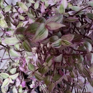 Pink Wandering Jew Live Plant - Tradescantia Callisia Repens 6