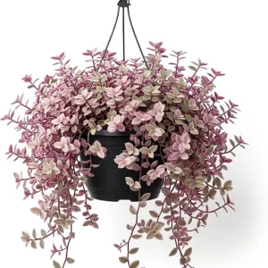 Pink Wandering Jew Live Plant - Tradescantia Callisia Repens 6