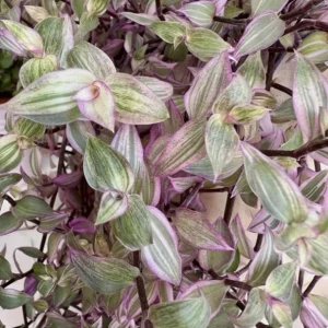 Pink Wandering Jew Live Plant - Tradescantia Callisia Repens 6