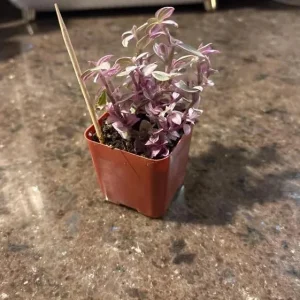 Pink Wandering Jew Live Plant - Tradescantia Houseplant, 2