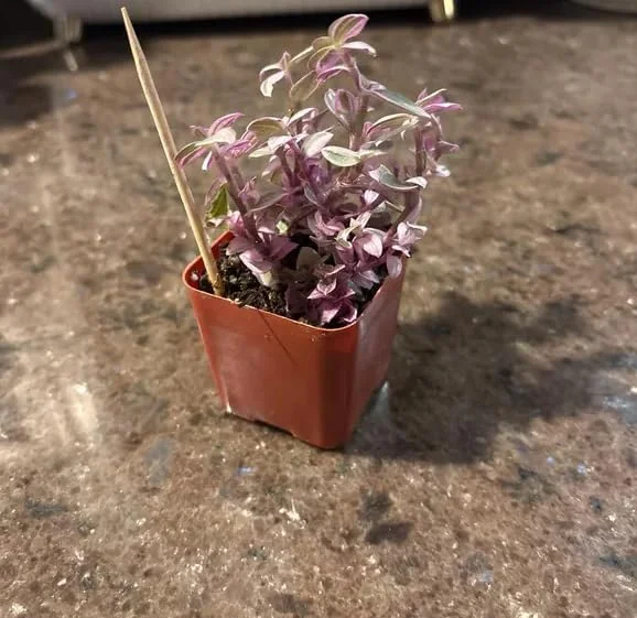 Pink Wandering Jew Live Plant - Tradescantia Houseplant, 2" Pot - Image 2