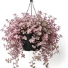 Pink Wandering Jew Live Plant - Tradescantia Houseplant, 2" Pot - Image 1
