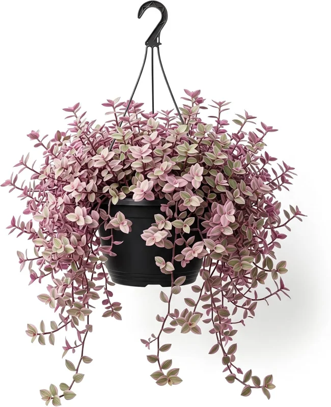 Pink Wandering Jew Live Plant - Tradescantia Houseplant, 2" Pot - Image 1