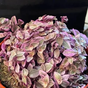Pink Wandering Jew Live Plant - Tradescantia Houseplant, 2