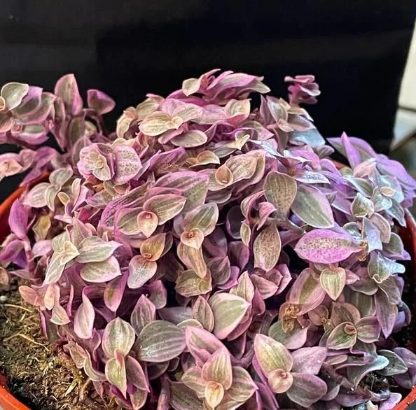 Pink Wandering Jew Live Plant - Tradescantia Houseplant, 2" Pot - Image 5