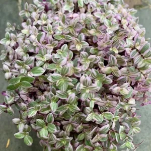 Pink Wandering Jew Live Plant - Tradescantia Houseplant, 2