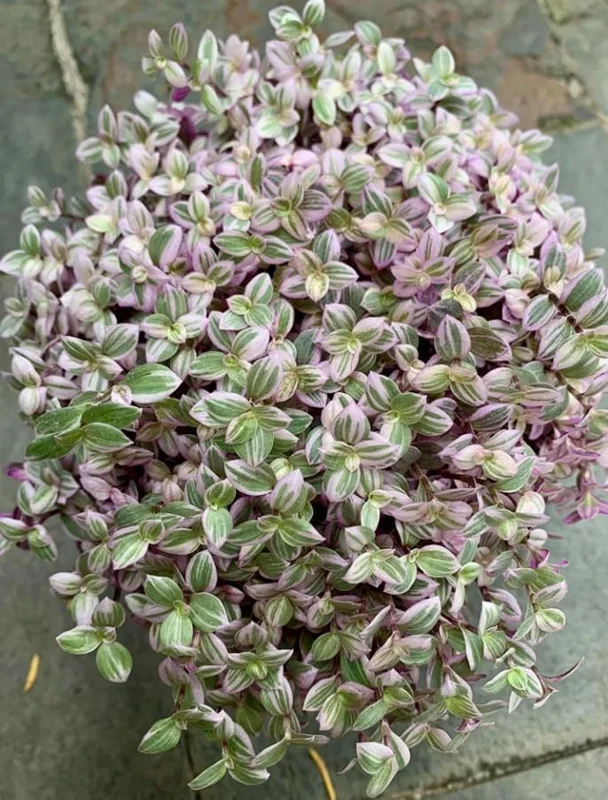 Pink Wandering Jew Live Plant - Tradescantia Houseplant, 2" Pot - Image 6