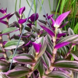 Pink Wandering Jew Live Plant, Tradescantia Nanouk, 4
