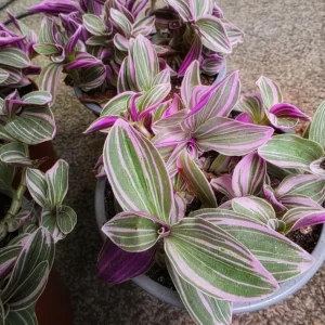 Pink Wandering Jew Live Plant, Tradescantia Nanouk, 4