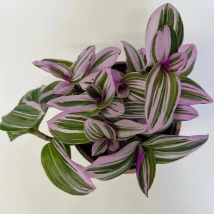 Pink Wandering Jew Live Plant, Tradescantia Nanouk, 4