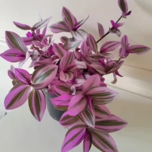 Pink Wandering Jew Live Plant, Tradescantia Nanouk, 4
