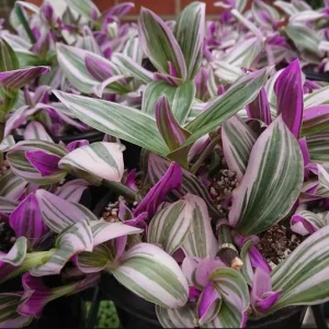Pink Wandering Jew Live Plant, Tradescantia Nanouk, 4