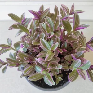 Pink Wandering Jew Live Plant, Tradescantia Nanouk, 4