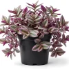 Pink Wandering Jew Live Plant, Tradescantia Nanouk, 4" Pot, Indoor/Outdoor - Image 1