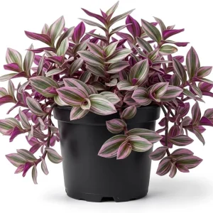 Pink Wandering Jew Live Plant, Tradescantia Nanouk, 4