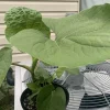 Piper Auritum Root Beer Plant Hoja Santa Live Plant - 1 Gallon, Green, Edible - Image 1
