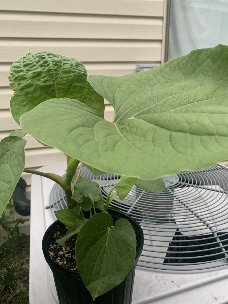 Piper Auritum Root Beer Plant Hoja Santa Live Plant - 1 Gallon, Green, Edible - Image 1