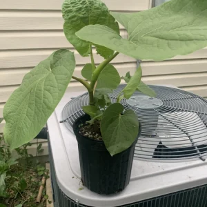 Piper Auritum Root Beer Plant Hoja Santa Live Plant - 1 Gallon, Green, Edible - Image 2