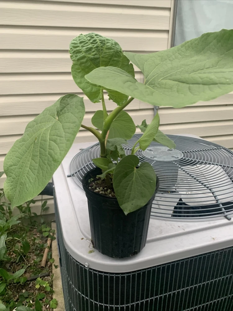 Piper Auritum Root Beer Plant Hoja Santa Live Plant - 1 Gallon, Green, Edible - Image 2