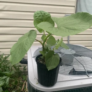 Piper Auritum Root Beer Plant Hoja Santa Live Plant - 1 Gallon, Green, Edible - Image 3