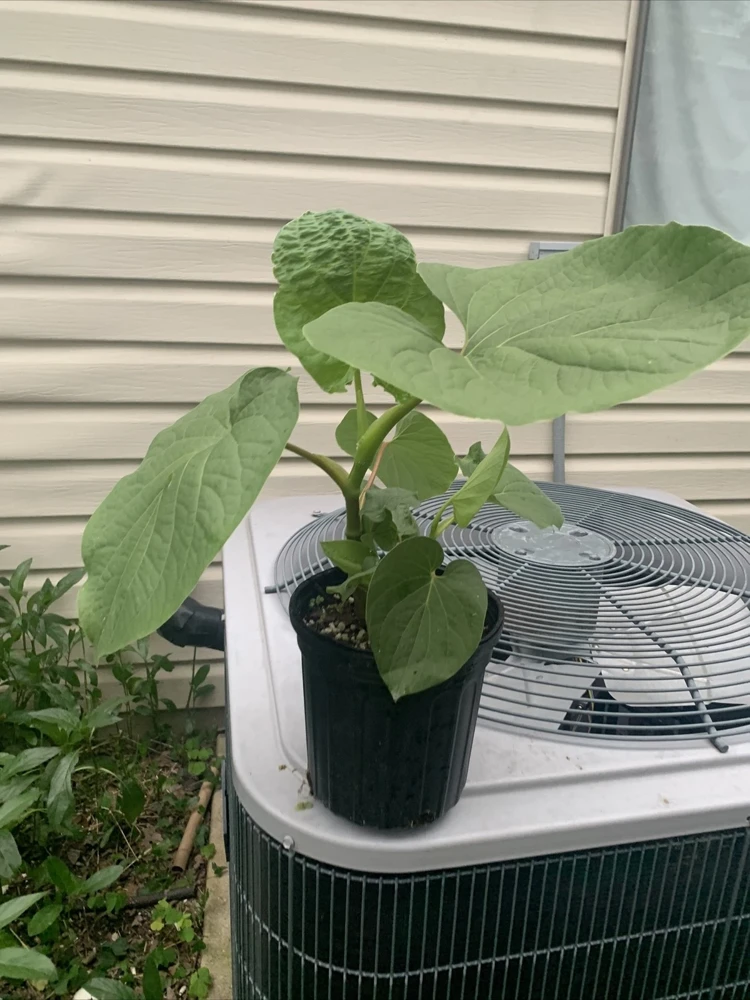 Piper Auritum Root Beer Plant Hoja Santa Live Plant - 1 Gallon, Green, Edible - Image 3