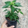 Piquin Pepper Live Plant - 2 Plants in One 6 Inch Pot - Hot Chili Variety - Image 1