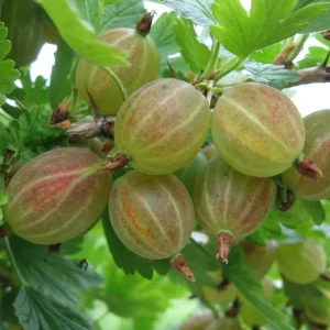 Pixwell Gooseberry Bush Live Plant – Cold Hardy Fruiting Shrub – 6-12" Tall - Image 2