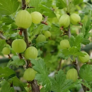 Pixwell Gooseberry Bush Live Plant – Cold Hardy Fruiting Shrub – 6-12