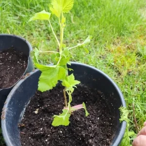 Pixwell Gooseberry Bush Live Plant – Cold Hardy Fruiting Shrub – 6-12